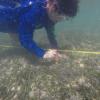 Seagrass sampling for growth analysis 