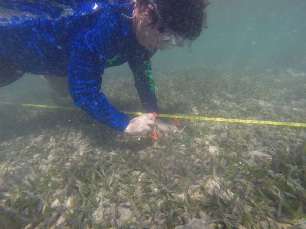 Seagrass sampling for growth analysis 
