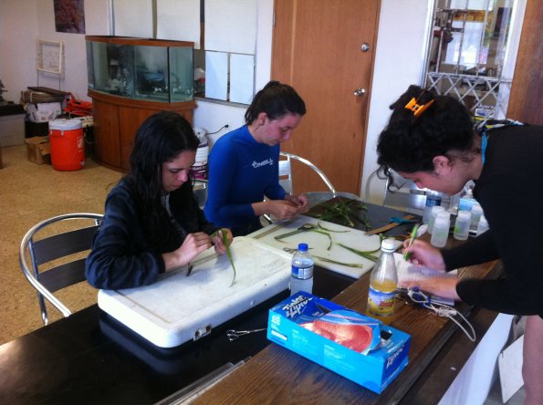 Students measuring seagrass leaf at HJR Reefscaping