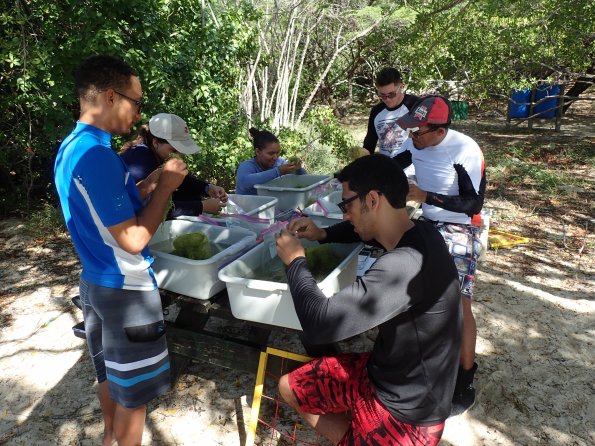 University of Puerto Rico students quantifying fauna associated with the algae bloom