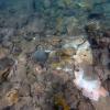 Coral fragments of multiple species