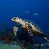 Hawksbill 2