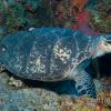 Hawksbill 3