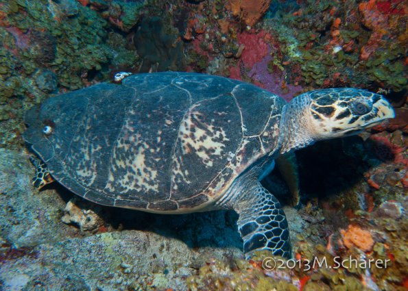 Hawksbill 3