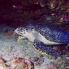 Hawksbill 4