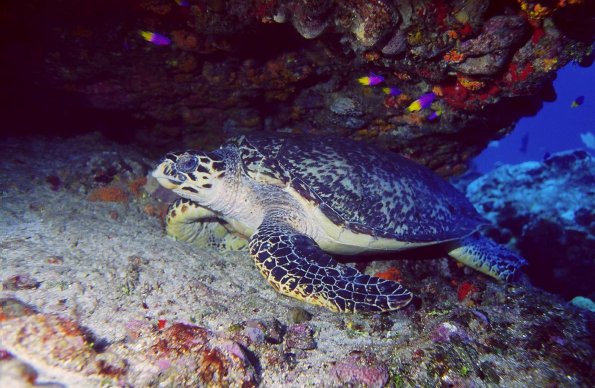 Hawksbill 4