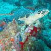 Sea Turtle Nesting Monitoring