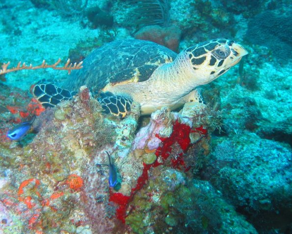 Hawksbill 5