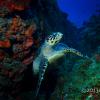 Hawksbill