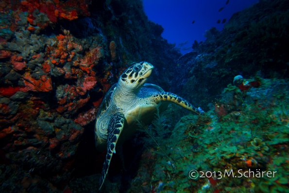 Hawksbill