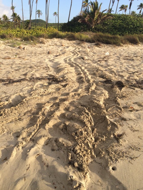 turtle nest