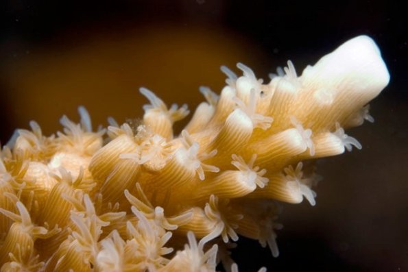Acropora cervicornis Staghorn coral
