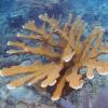 Acropora palmata Elkhorn coral