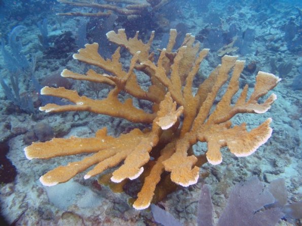 Acropora palmata Elkhorn coral