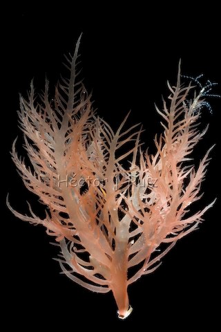 Agardhiella ramosissima Red algae