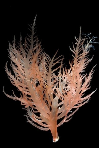 Agardhiella ramosissima Red algae