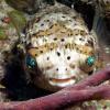 Balloonfish