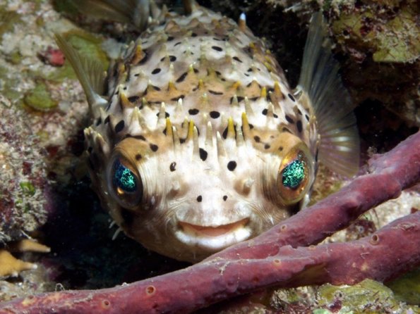 Balloonfish