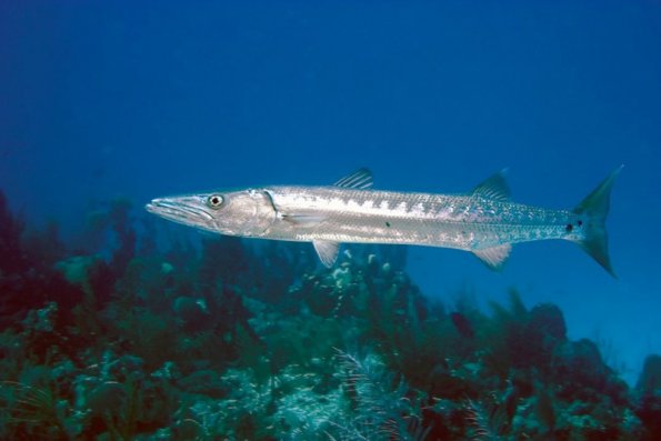 Barracuda