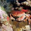 Batwing coral crab