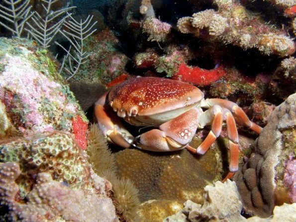 Batwing coral crab