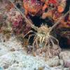 Caribbean spiny lobster