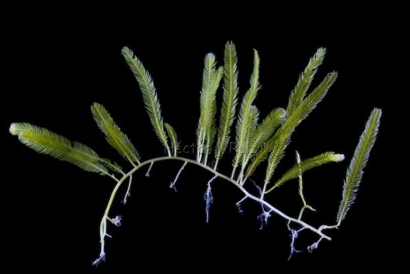 Caulerpa taxifolia Green algae