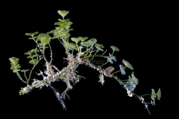 Caulerpa verticillata Green algae