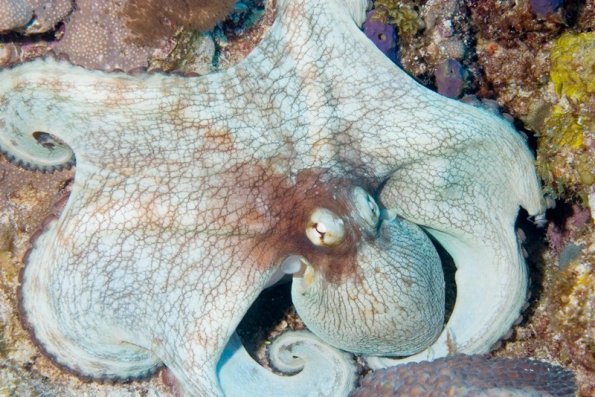 Common octopus