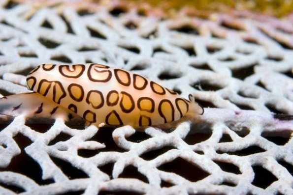 Flamingo tongue