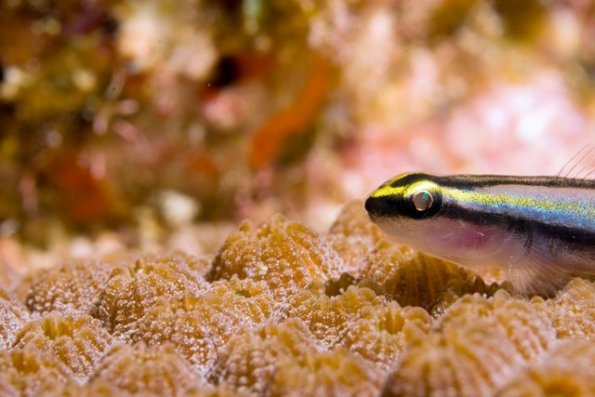 Goby