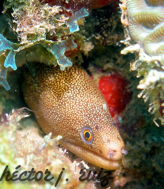 Goldentail Moray