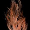 Halymenia floresia Red algae