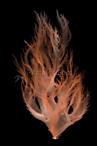 Halymenia floresia Red algae