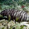 Holothuria mexicana Donkey dung sea cucumber