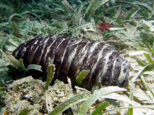 Holothuria mexicana Donkey dung sea cucumber