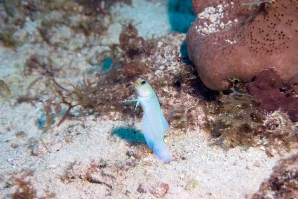 Jawfish