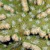 Knobby cactus coral