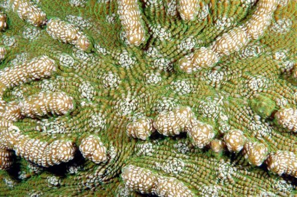 Knobby cactus coral