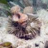 Lytechinus variegatus Variegated urchin