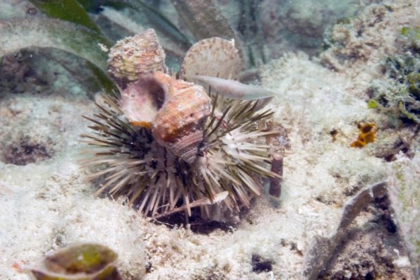 Lytechinus variegatus Variegated urchin