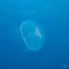 Moon Jelly