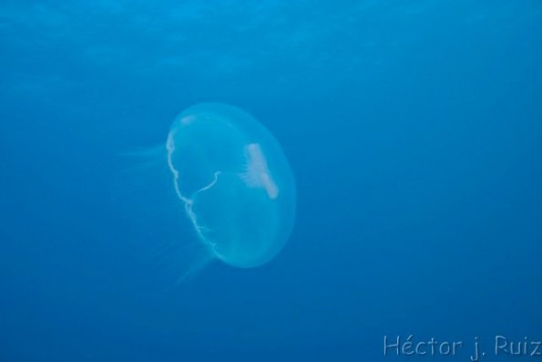 Moon Jelly