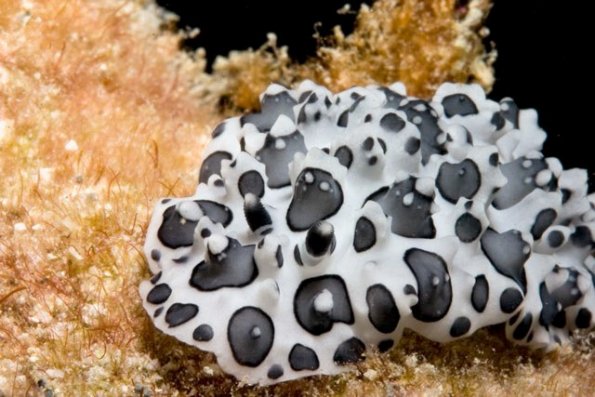 Nudibraquio Black-Spotted Nudibranch