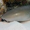 Nurse shark