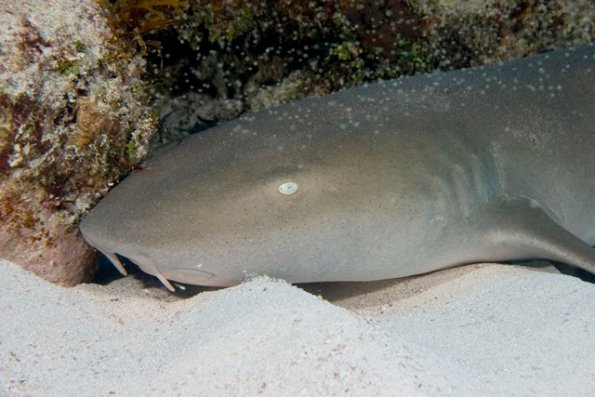 Nurse shark