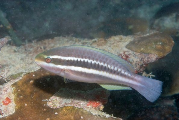 Parrot fish