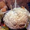 Porites astreoides Mustard hill Coral