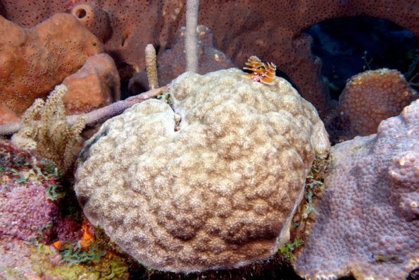 Porites astreoides Mustard hill Coral