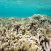 Porites divaricata Finger coral